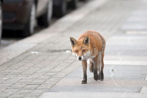 Рыжая гостья: что делать, если встретили лису в Кобрине?