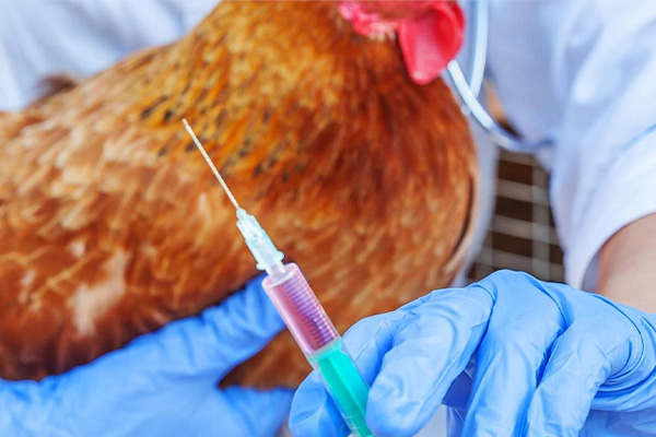 Профилактическая вакцинация птицы